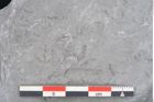 Foto (Detailansicht) von Calamites sp.  (NHMW-GEO-2024-0188-10999)
